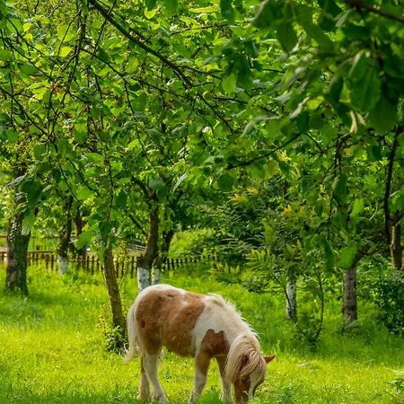 Hotel Alya Kartepe 5*